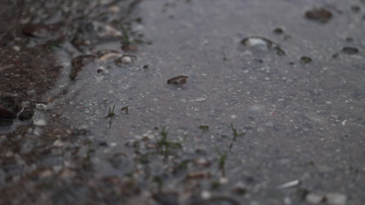 宏观高角度的观点，雨滴慢慢落到一个细细的小池塘上的土壤地面，自然和天气的概念，灰色的阴影视频素材