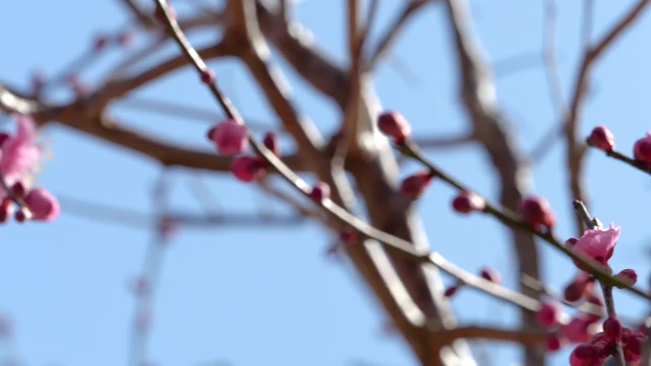 粉色的梅花。粉色的梅花盛开视频素材