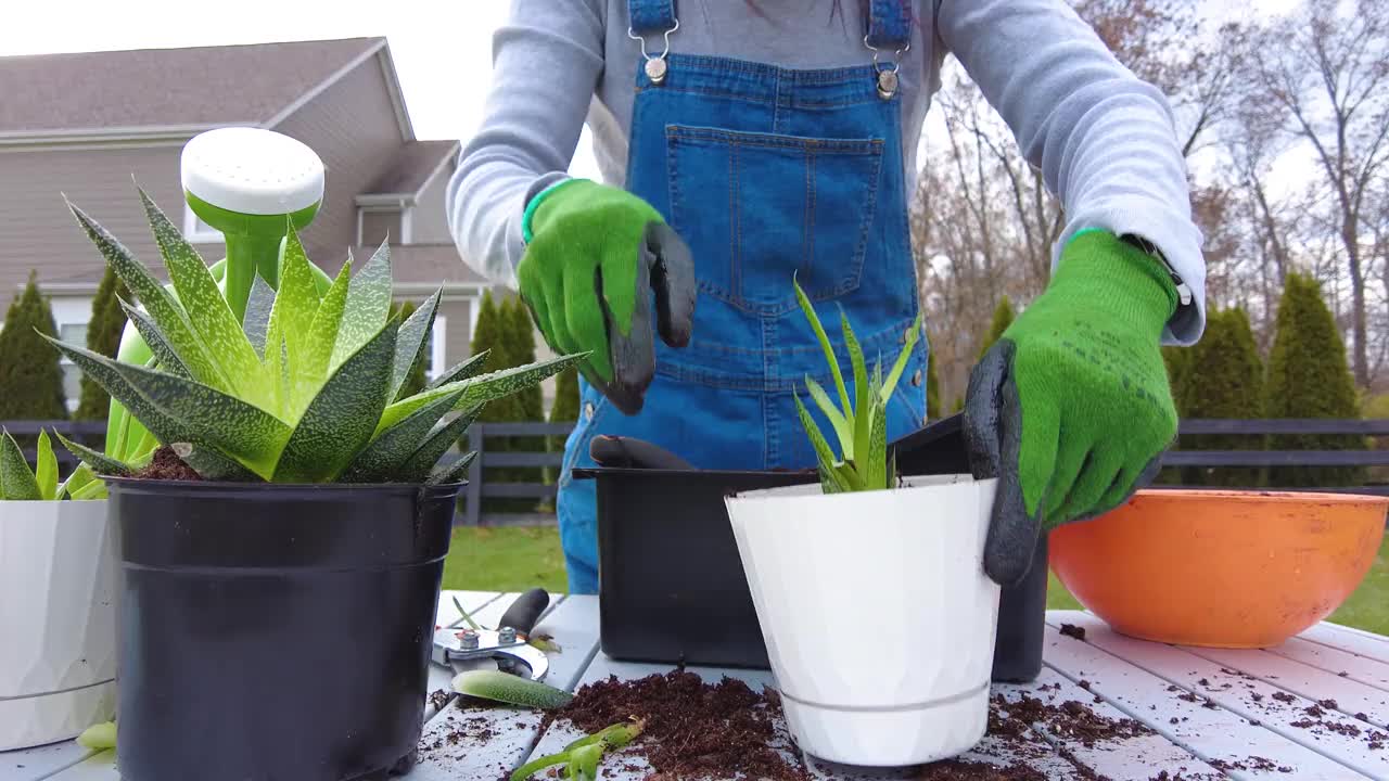 在花园里种植多肉植物视频下载