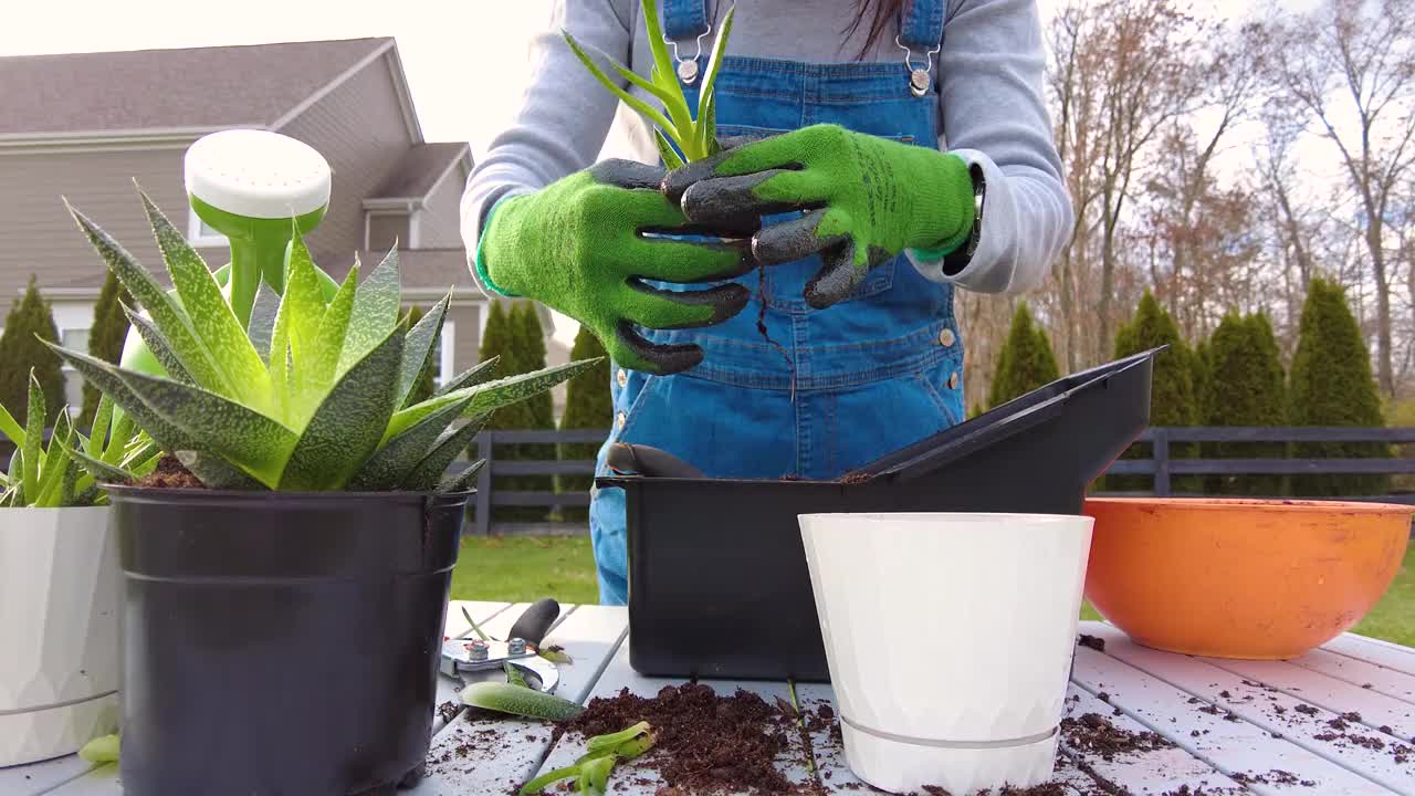 在花园里种植多肉植物视频素材