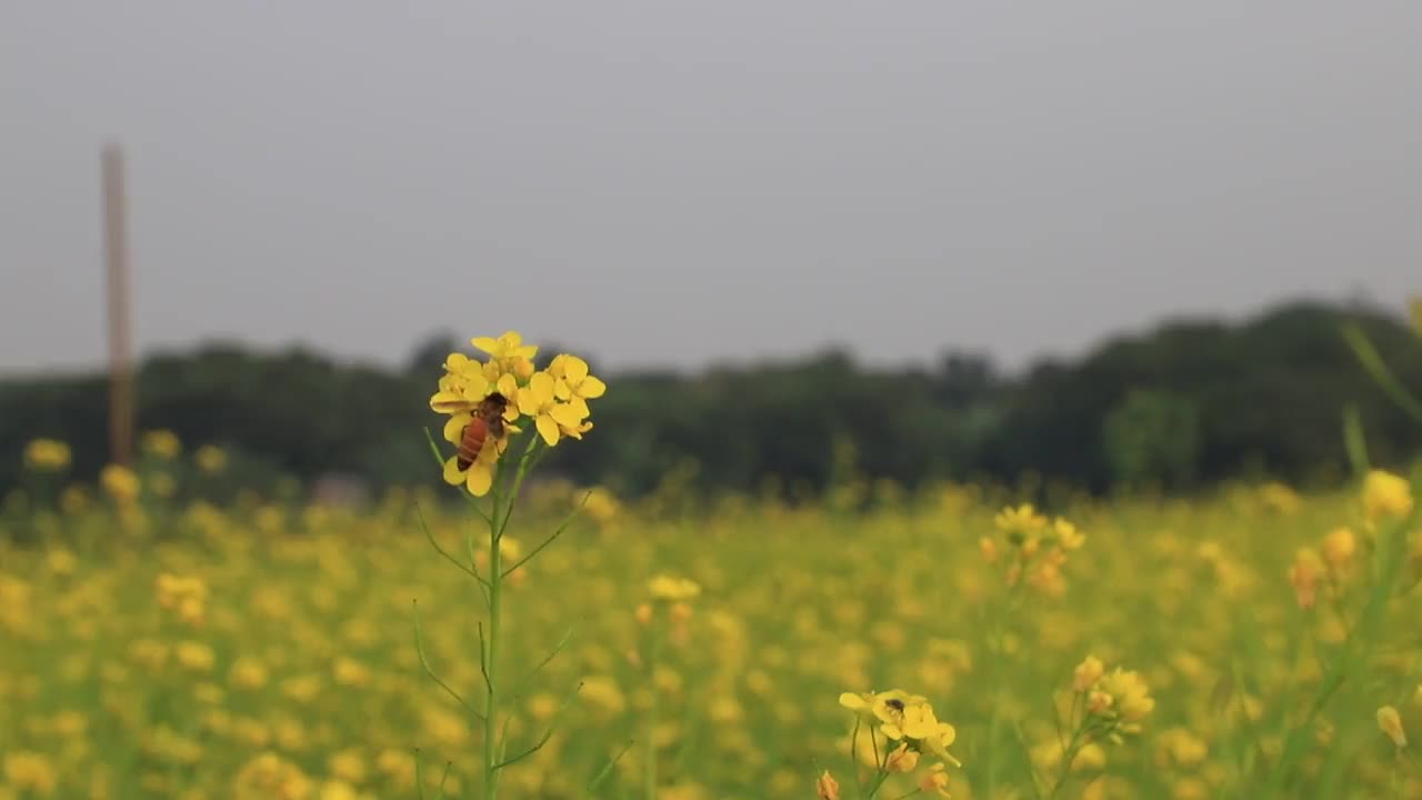 蜜蜂采蜜黄芥末花视频素材