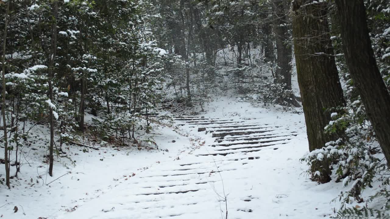 冬天的森林，昨天飘落的雪花在风中飞舞。视频素材