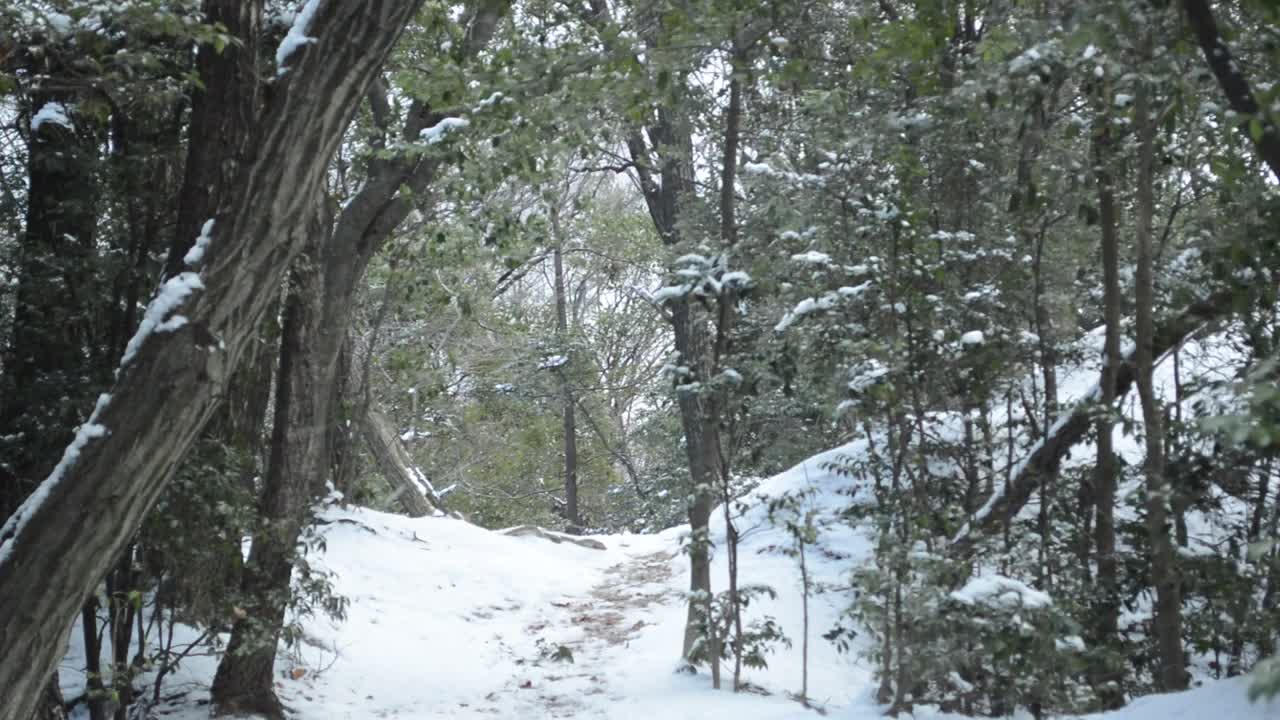 在冬天森林。昨天下的雪就像风吹来的暴风雪视频素材