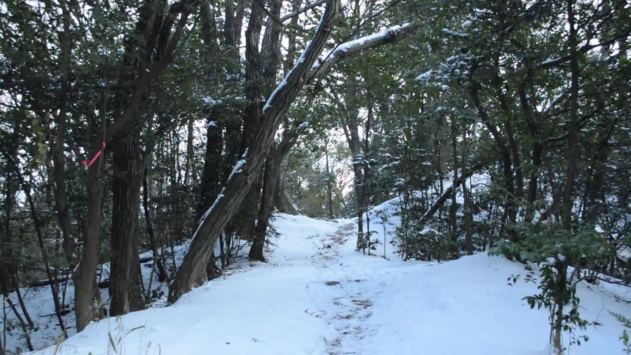 冬季森林。昨天下的雪被风从树叶上吹落了视频素材