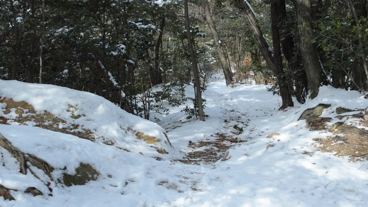 冬季森林。阳光照在白雪覆盖的地面上视频素材