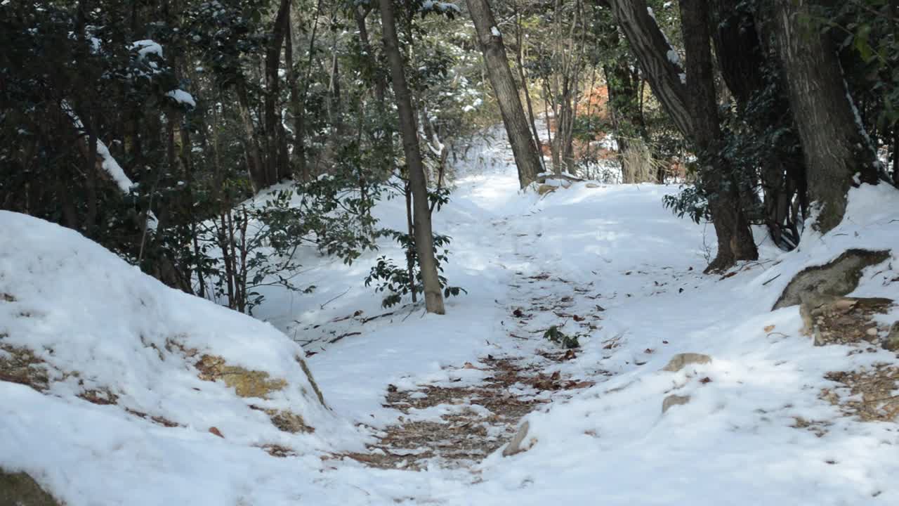 冬季森林。阳光照在白雪覆盖的地面上视频素材