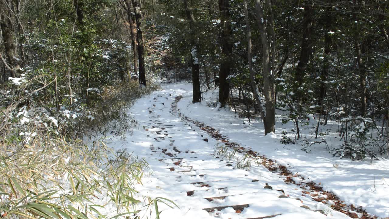 冬季森林。阳光照在白雪覆盖的地面上视频素材