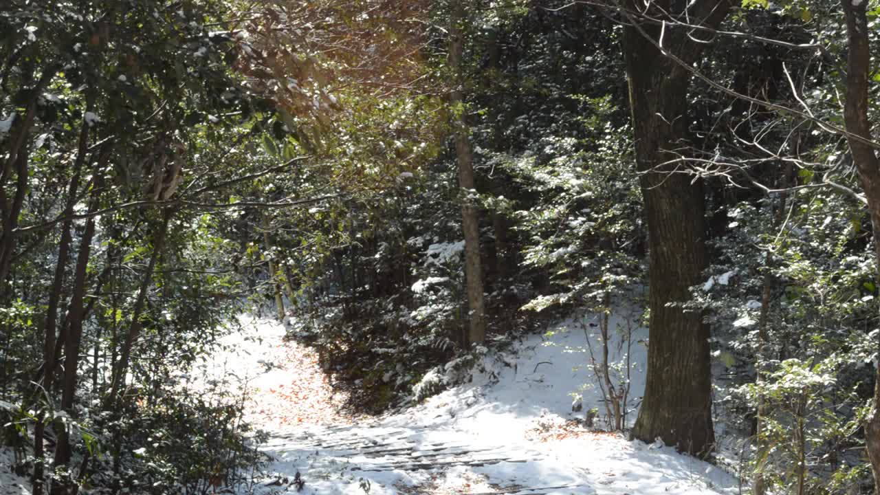 阳光明媚的冬天森林。昨天下的雪被风从树叶上吹落了视频素材