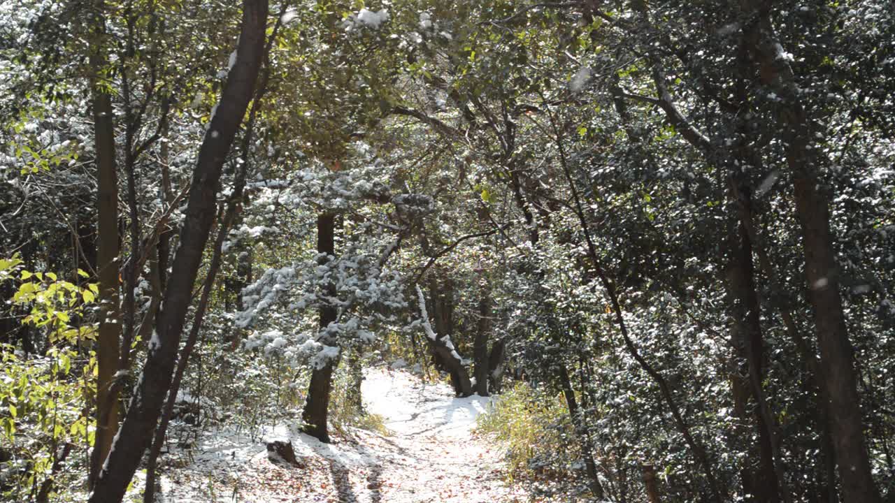 昨天下的雪就像风吹来的暴风雪视频素材