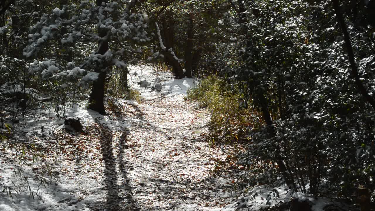 阳光明媚的冬天森林。昨天下的雪就像风吹来的暴风雪视频素材