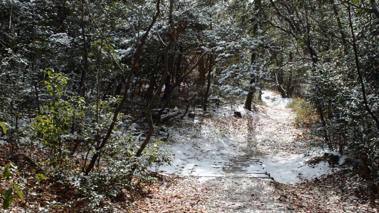 冬季森林。大地被雪覆盖，雪在风中翩翩起舞视频素材