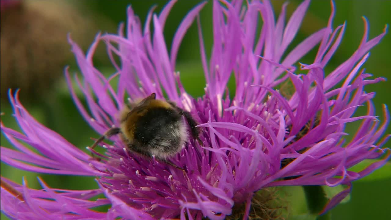 大黄蜂(lat。炸弹)在一朵草地上的花。特写镜头。视频素材