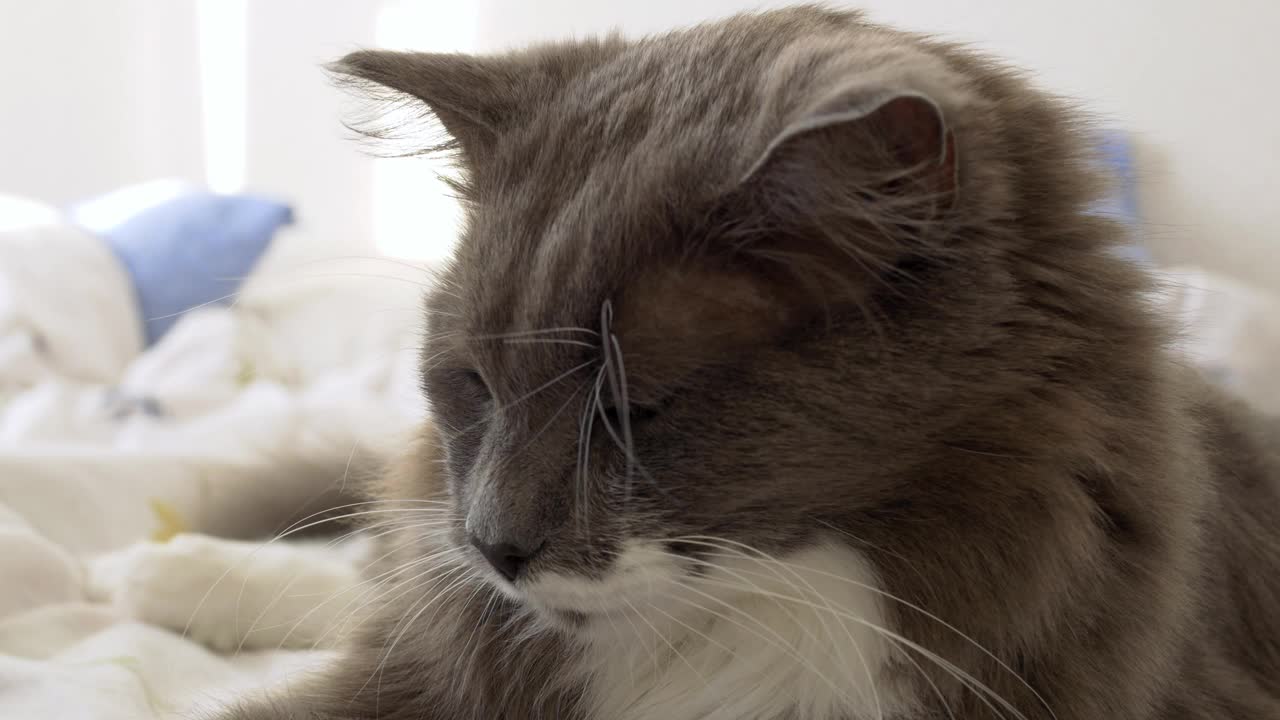 一只漂亮的灰色猫躺在床上，他的情妇抚摸着他的头。困倦的毛绒绒的猫累了一天后。猫在家里的生活。最喜欢的宠物视频素材