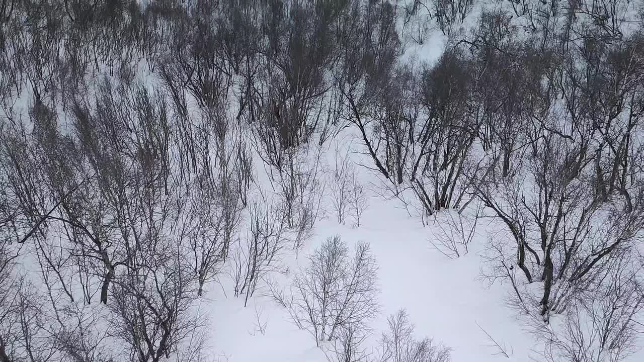 缓慢的运动。无人驾驶飞机射击。树站在雪地里的俯视图视频下载