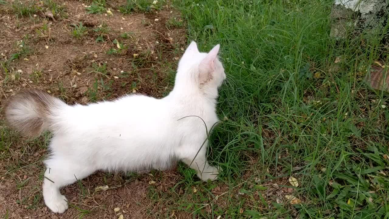 猫吃草视频素材