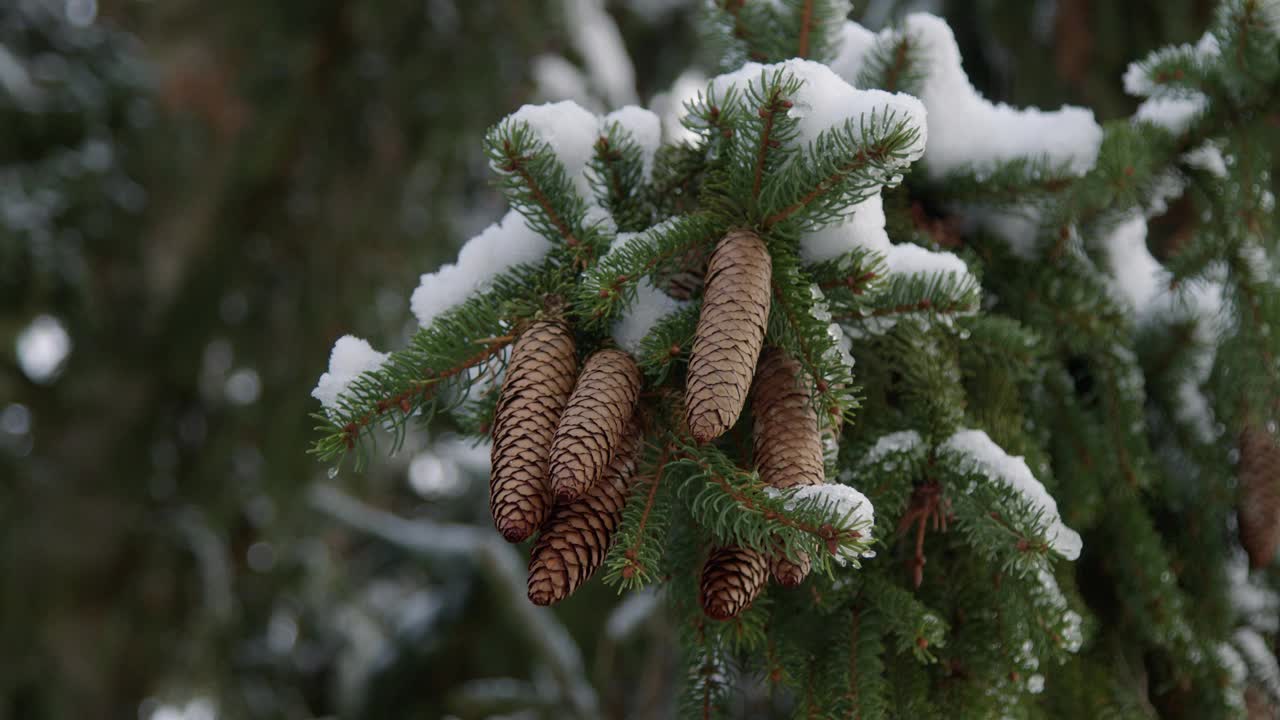 冬天的冷杉球果和积雪的冷杉树视频素材