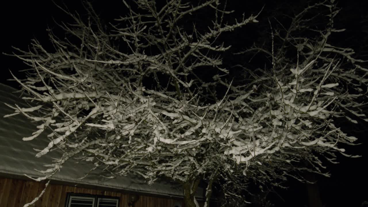 积雪覆盖的苹果树视频素材