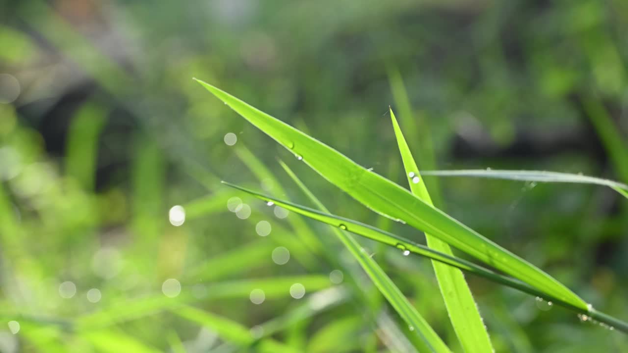 草叶上有露珠和明亮的早晨阳光。视频素材