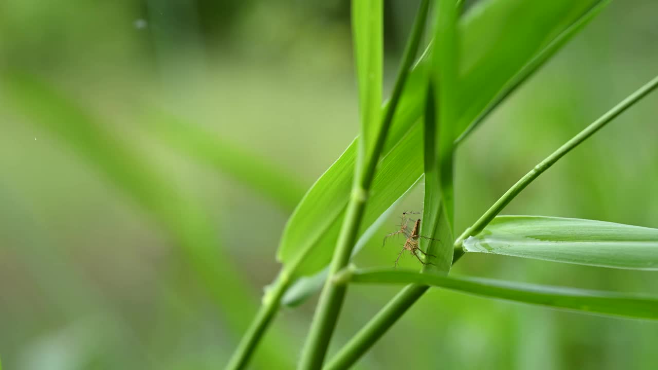 蜘蛛们栖息在一片草叶上，沐浴着清晨明亮的阳光。视频素材