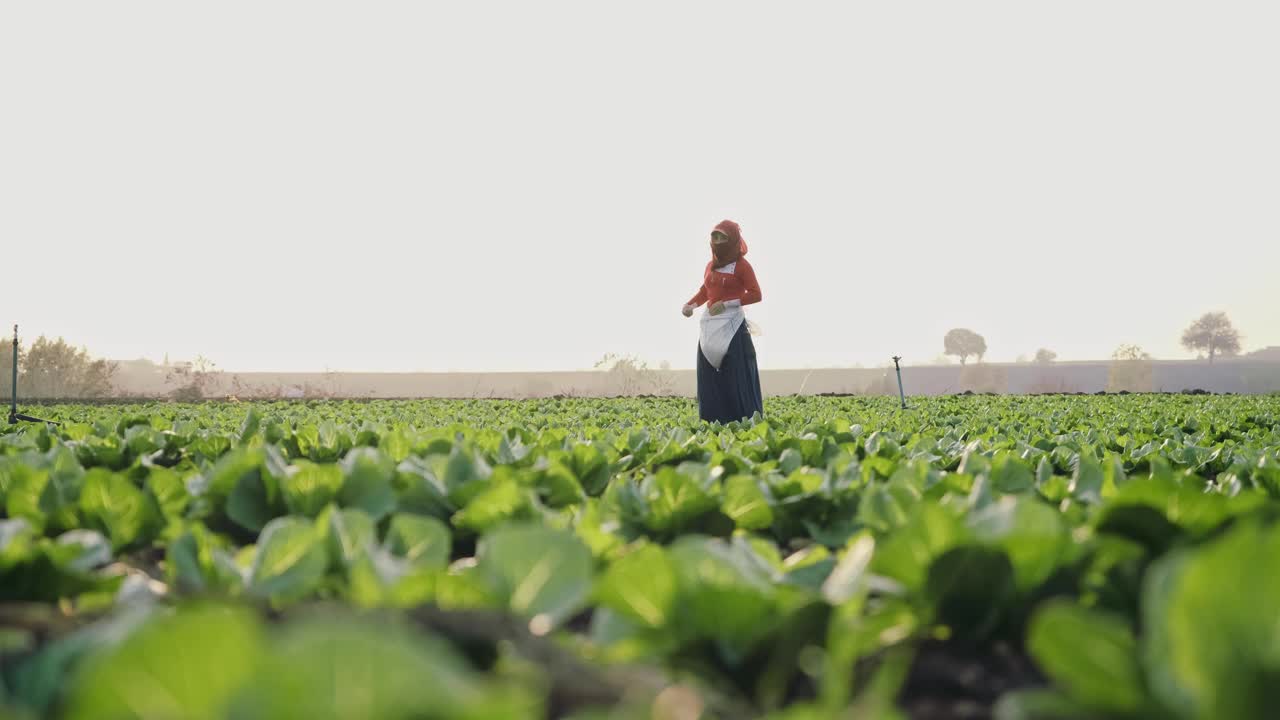 妇女农民在生菜地里施肥。传统的农业视频素材