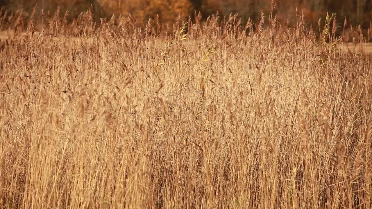 枯黄的芦苇丛秋天视频素材