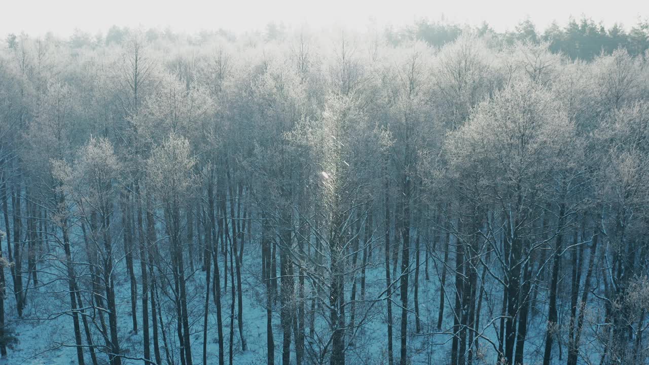 4K冬天霜冻日的雪林。蓝白霜。在迷雾冰冻的早晨，空中俯瞰神奇的松树。日出日落阳光以上冬季自然景观。公园冰霜森林风景。高架视图视频素材