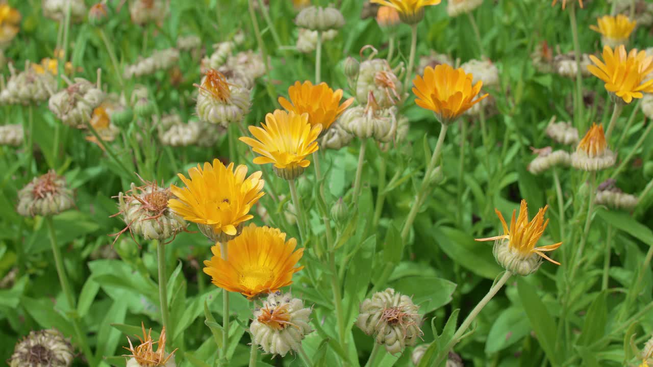 夏日的花坛上盛开着许多金盏菊(万寿菊)。视频素材