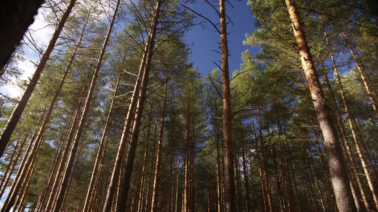 阳光明媚的西伯利亚，一片无法通行的森林视频素材