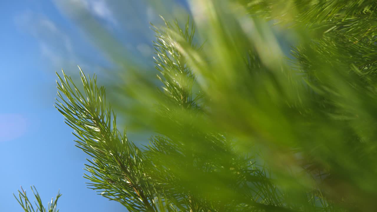 植树造林，保护自然视频素材