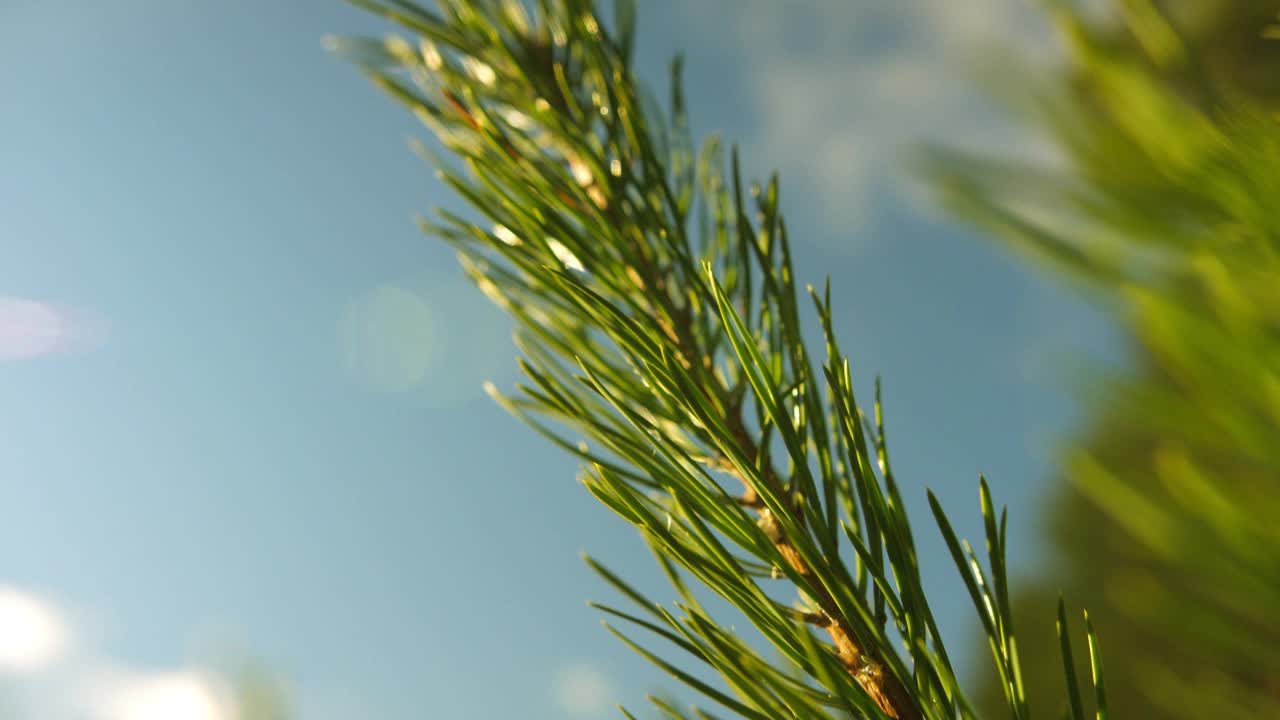 一棵小枞树的绿色树枝的特写视频素材