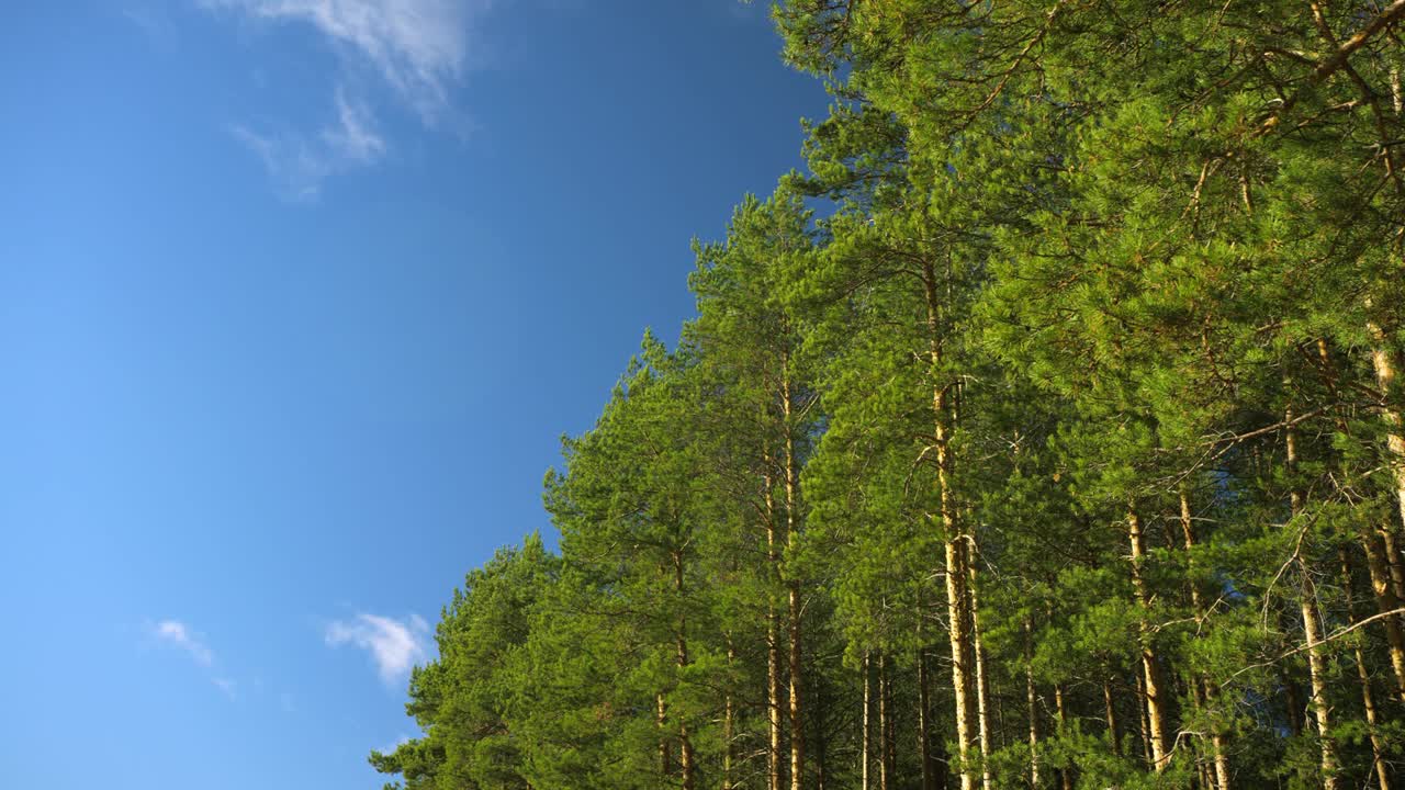 在一个阳光明媚的夏日，一片绿色的松树林的边缘视频素材