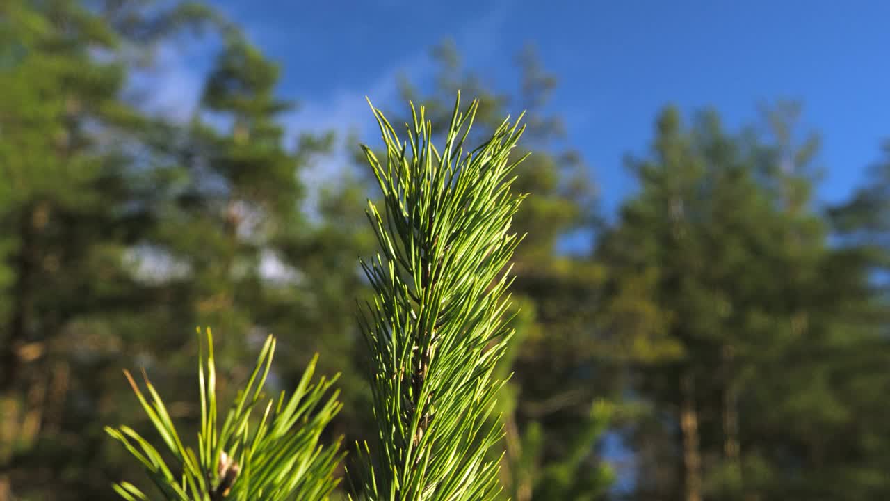 在西伯利亚种植新森林视频素材