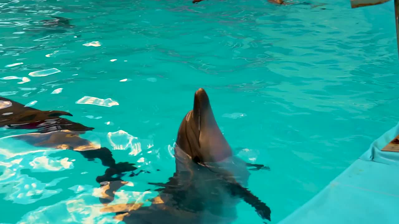 海豚在池中畅游，美丽的池中动物海，水下水生阳光野生，波浪。更顽皮的在，动物微笑视频素材