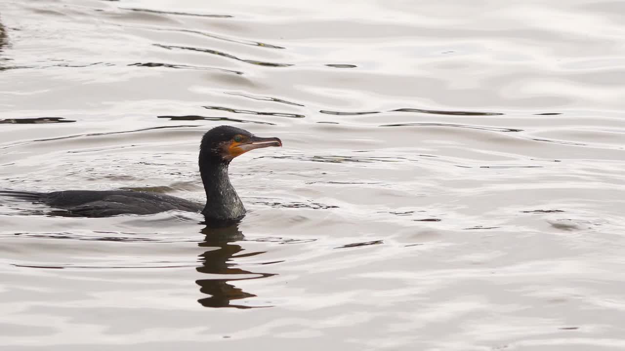 潜水鸬鹚(Phalacrocorax carbo)视频素材