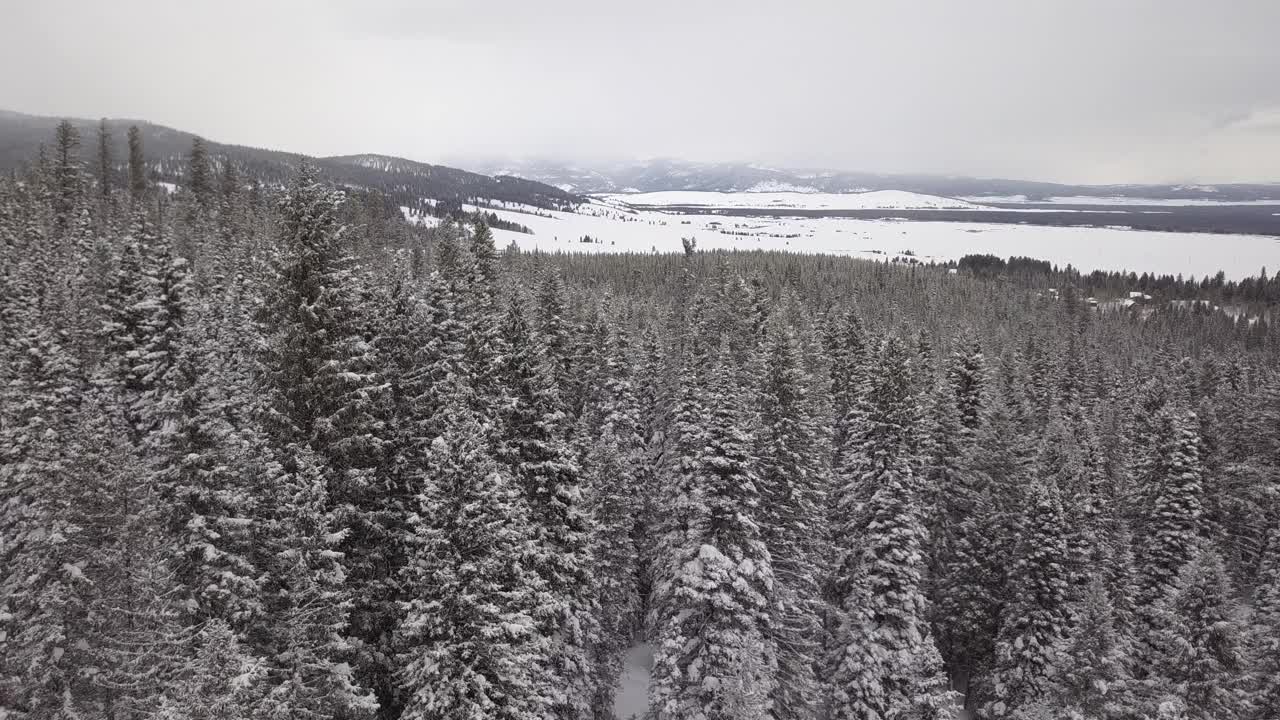 低低地飞过白雪覆盖的松林视频素材