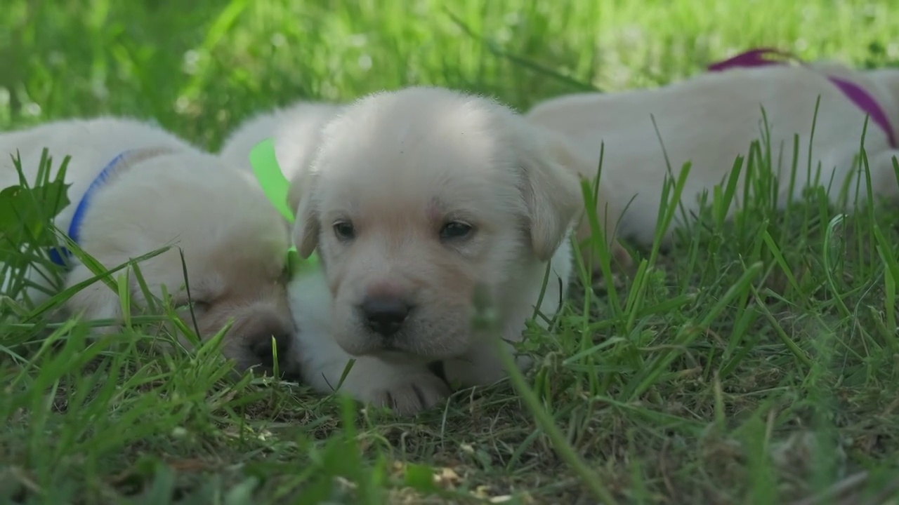 绿草中的拉布拉多幼犬视频素材