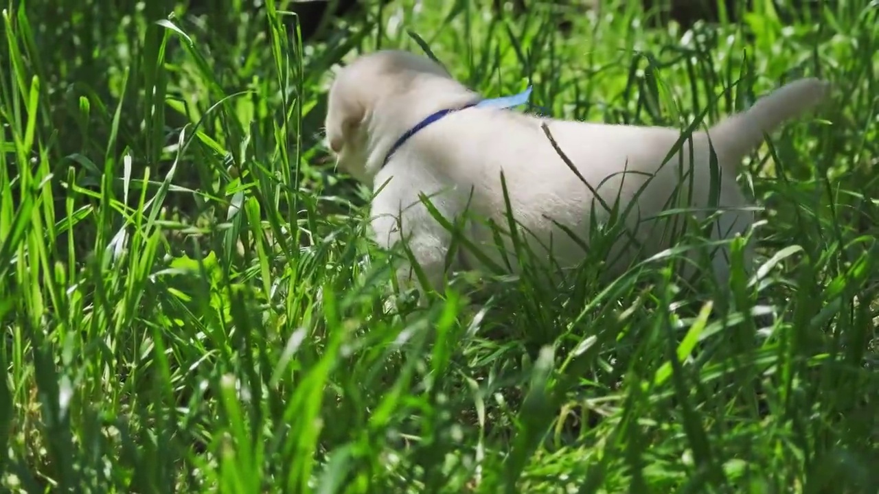 绿草中的拉布拉多幼犬视频素材