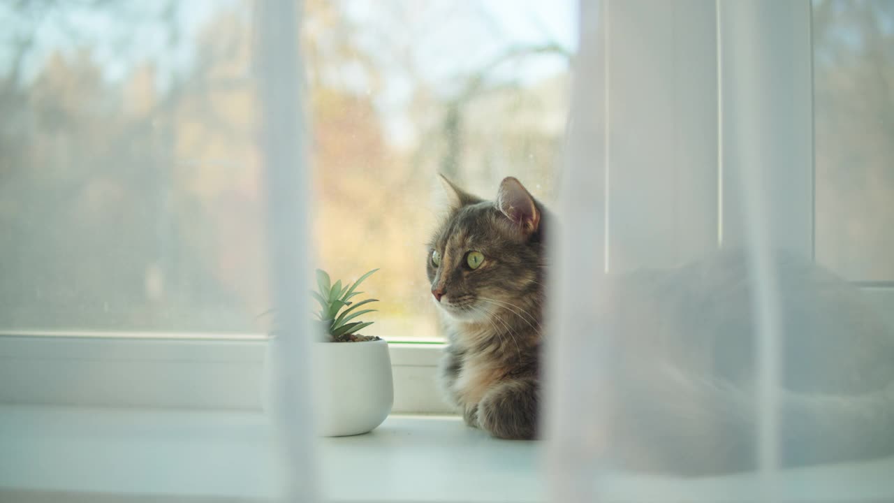 猫躺在窗台上的特写。小灰猫在窗边休息。毛茸茸的纯种宠物放松。家中客厅里的家畜。没有最好的朋友视频素材