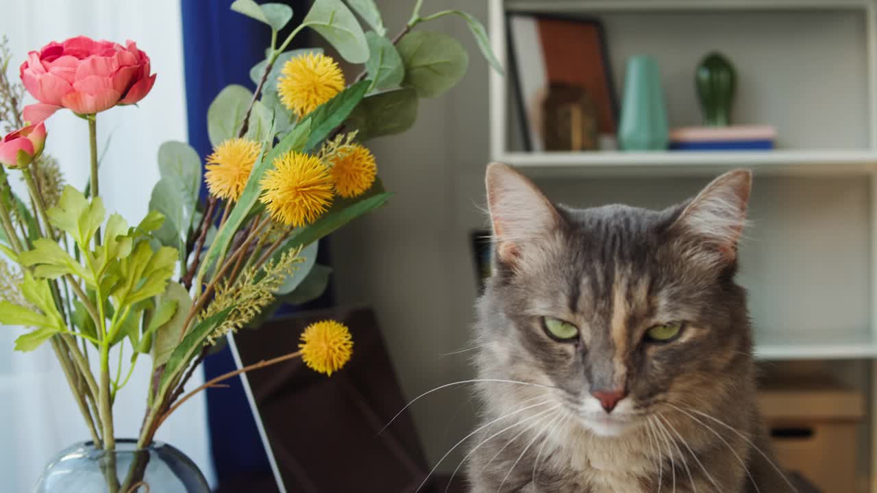 猫坐在桌子上鲜花在客厅。小猫在办公桌前近距离观察窗户。毛茸茸的纯种宠物放松，挥舞着它的尾巴。最好的朋友。家养动物视频素材