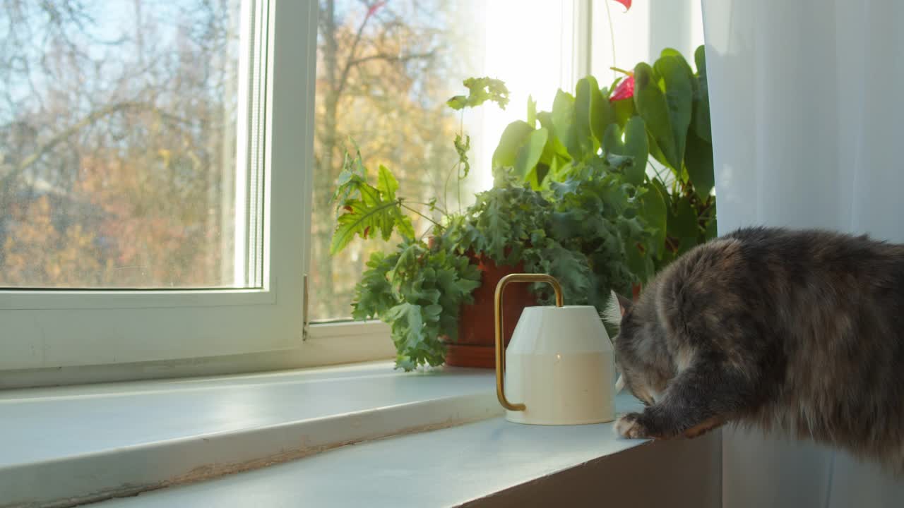 猫在窗台上走的特写。小猫从窗户往外看。毛茸茸的纯种宠物放松。家中客厅里的家畜。没有最好的朋友视频素材