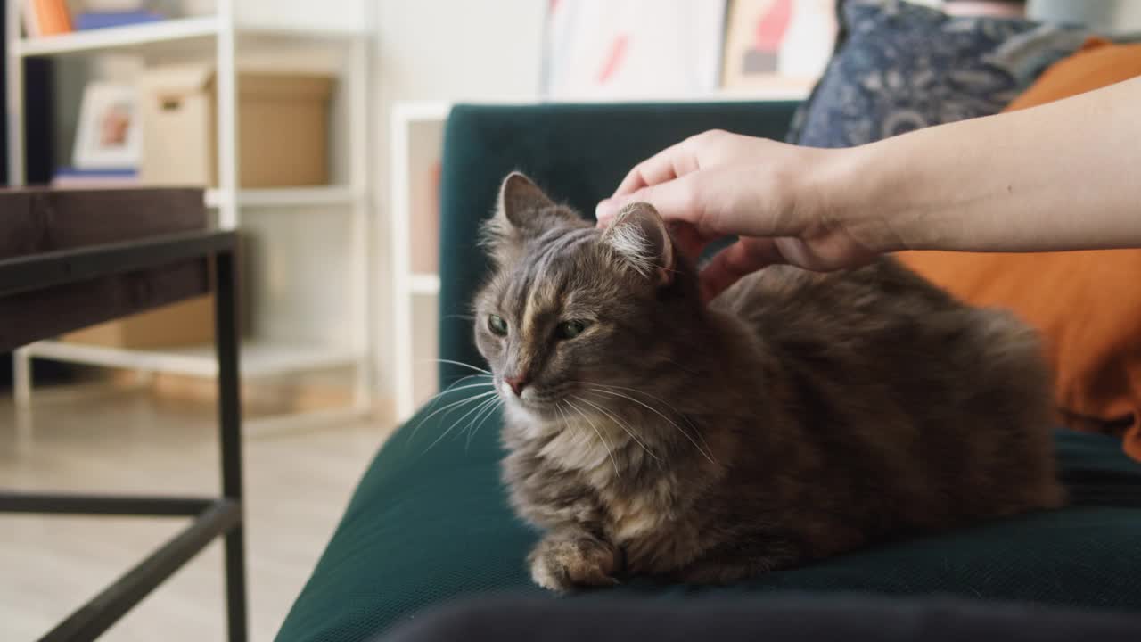 猫咪躺在客厅的沙发上。家养动物。人的手抚摸灰色小猫的特写。毛茸茸的纯种宠物放松和呼噜声。没有最好的朋友视频素材