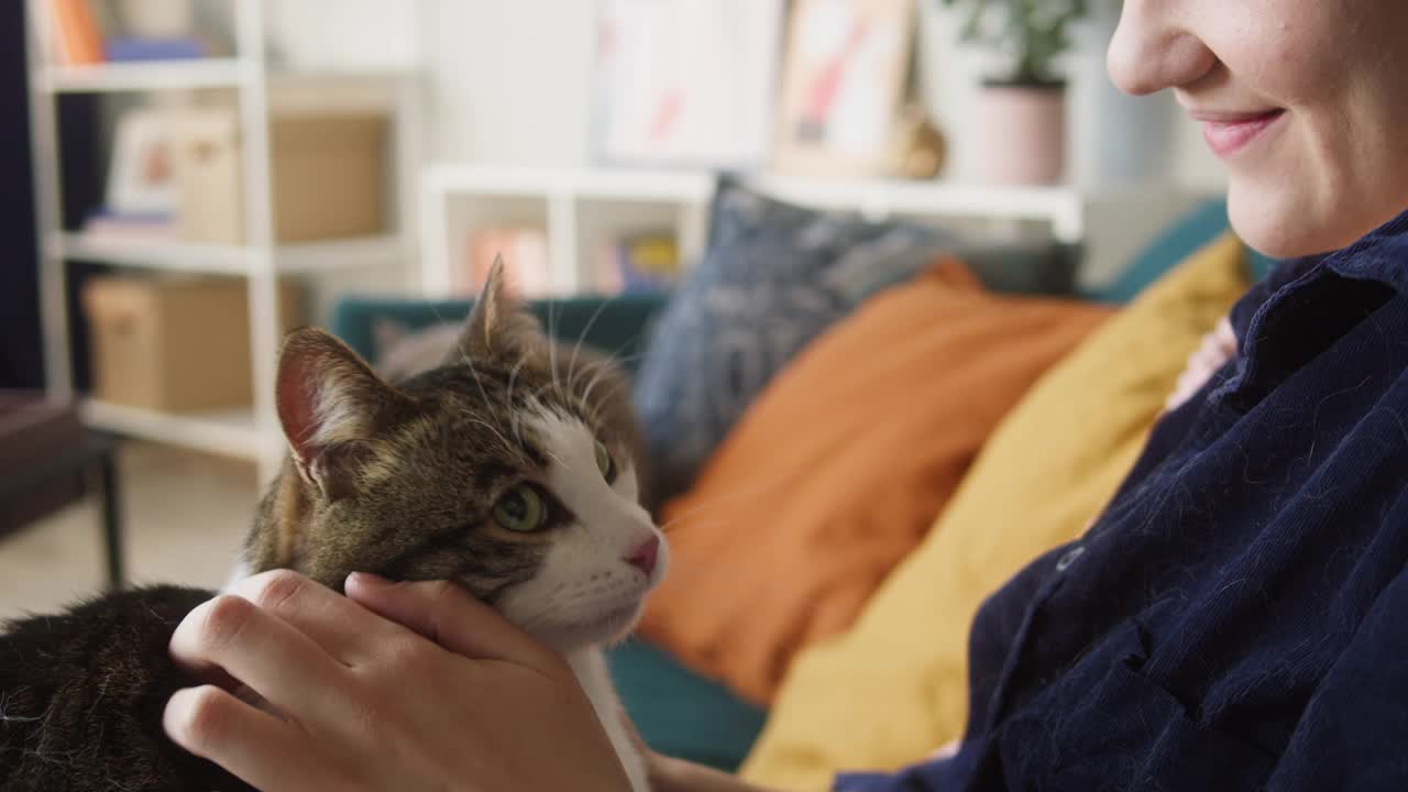 女人爱抚猫躺在客厅的沙发上。人的手抚摸灰色小猫的特写。毛茸茸的纯种宠物放松和呼噜声。最好的朋友。快乐家养动物在家视频素材