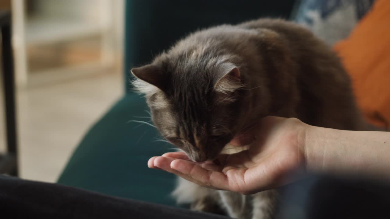 用手喂饿猫。灰色的小猫吃人的手掌特写。毛茸茸的纯种宠物坐在客厅的沙发上。最好的朋友。家养动物视频素材