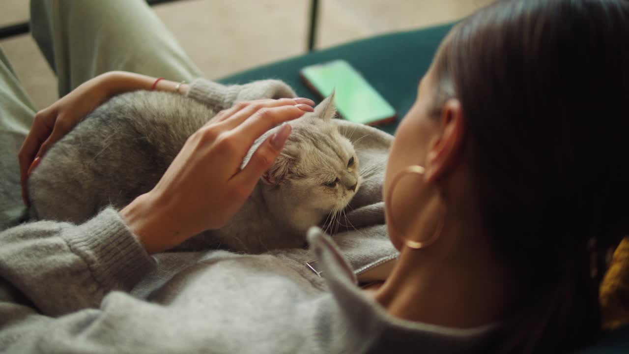 女人爱抚猫躺在客厅的沙发上。女主人抚摸灰色小猫的特写。毛茸茸的纯种宠物放松和呼噜声。最好的朋友。快乐家养动物在家视频素材