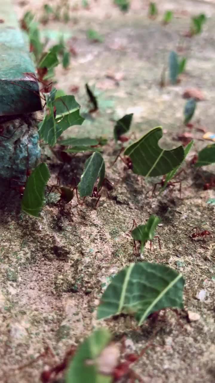 垂直视频特写大群切叶蚁携带食物在热带地板上视频素材