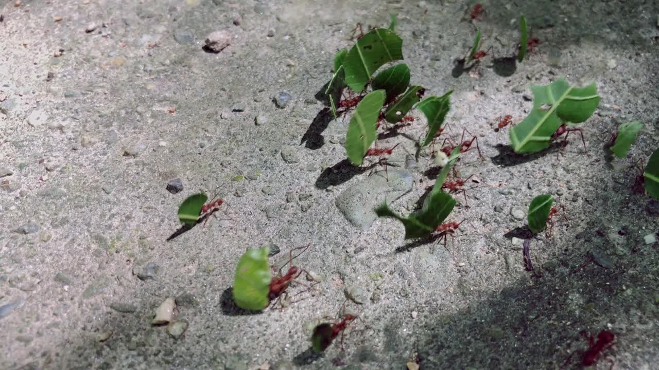 一群切叶蚁在热带地面上搬运食物视频素材