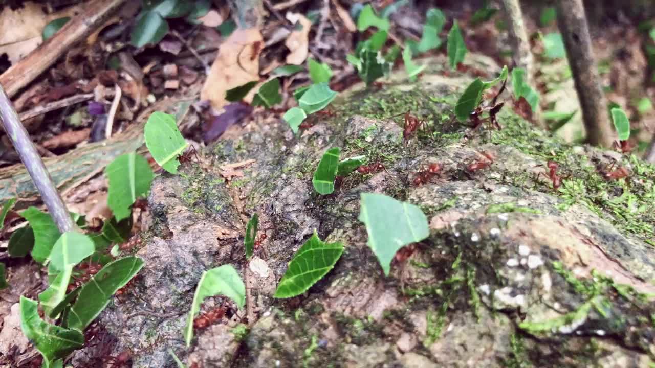 一群切叶蚁在热带地面上搬运食物视频素材