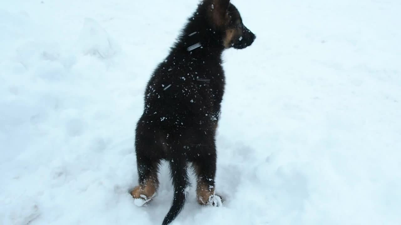 可爱的牧羊犬小狗在飘落的雪地上奔跑。视频下载