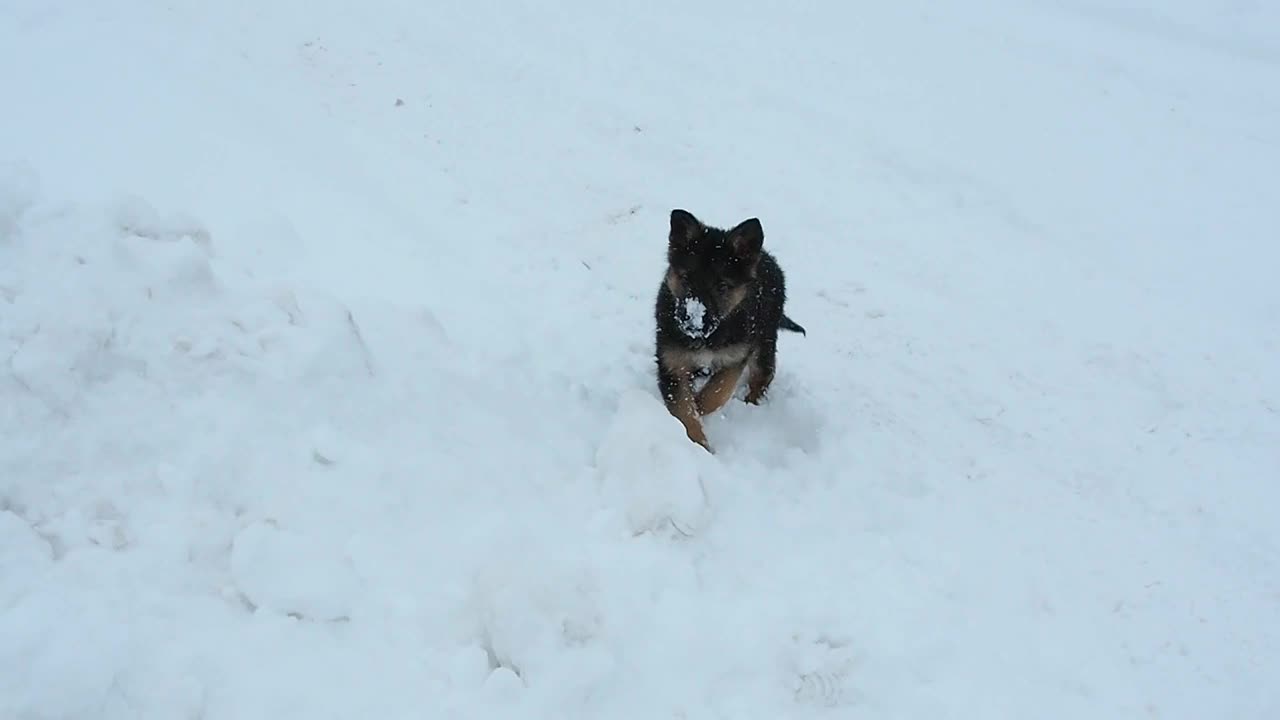 可爱的牧羊犬小狗在飘落的雪地上奔跑。视频下载