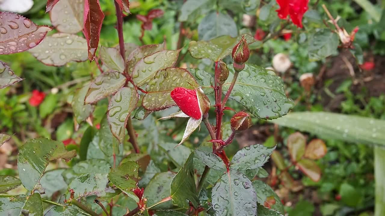 雨水落在花园玫瑰的叶子和花蕾上。视频下载